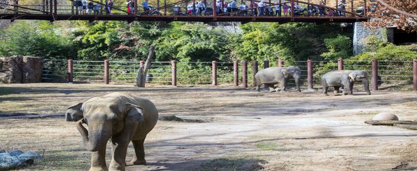 National Zoo Mourns Beloved Member of Its Herd