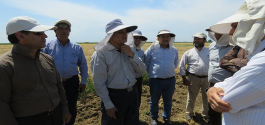 پایان برداشت غلات گرمسیری در مرکز تحقیقات و آموزش کشاورزی و منابع طبیعی استان اردبیل