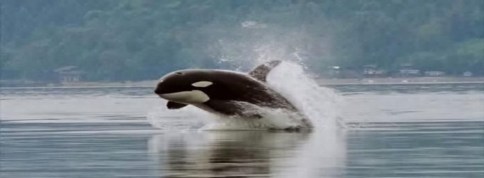 The COVID-19 Slowdown Will Show Whether Quieter Seas Help Killer Whales