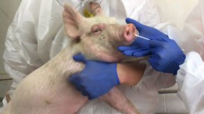 Swine flu strain with human pandemic potential increasingly found in Chinese pigs