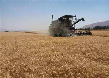 تامین بذر گواهی شده مورد نیاز کشاورزان