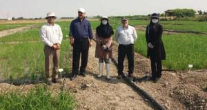 بازدید معاون پژوهشی مرکز تحقیقات و آموزش گلستان از برنامه های پژوهشی کاشت آزمایشات برنج به روش مستقیم (خشکه کاری) در ایستگاه تحقیقات کشاورزی عراقی محله گرگان