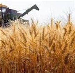معرفی رقم ثنا گندم آبی
