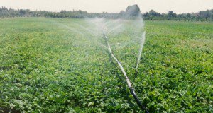 برگزاری وبینار آموزشی ملی ” آبیاری سویا” به همت استاد پژوهش بخش تحقیقات فنی و مهندسی مرکز تحقیقات و آموزش گلستان