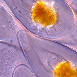 Flashes bright when squeezed tight: how single-celled organisms light up the oceans