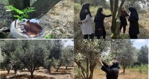 بازدید و ارزیابی اجرای طرح تغذیه تلفیقی زیتون در باغات کم بازده استان به همت پژوهشگر بخش تحقیقات زراعی و باغی مرکز تحقیقات و آموزش گلستان