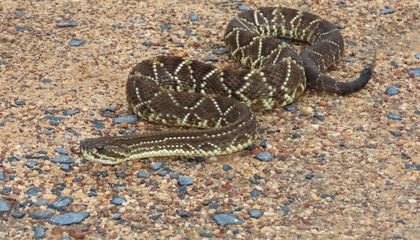 The DNA of the Viper Reveals an Ancient Map of South America