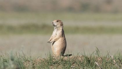 Why Prairie Dogs Are Ecological Heroes