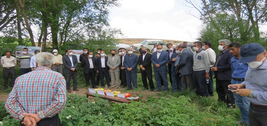 برنامه روز مزرعه "کشت زمستانه سیب‌زمینی" با حضور رئیس موسسه ترویج و آموزش کشاورزی در اردبیل برگزار شد