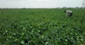 بازدید محققان بخش تحقیقات زراعی و باغی مرکز تحقیقات و آموزش گلستان