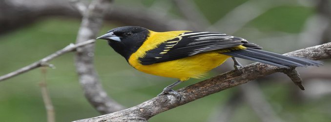 A Bird Named for a Confederate General Sparks Calls for Change