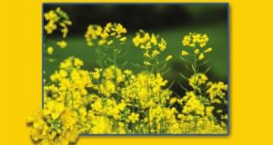 چاپ نشریه ترویجی “برنامه ریزی آبیاری کلزا” به همت استاد پژوهش مرکز تحقیقات و آموزش گلستان