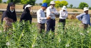 بازدید دکتر فرجی از روند طرح ها و برنامه های پژوهشی ایستگاه تحقیقات عراقی محله گرگان