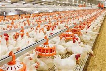 انتشار یافته بخش تحقیقات علوم دامی مرکز تحقیقات و آموزش کشاورزی و منابع طبیعی استان اردبیل در کتاب یافته‌های سازمان تحقیقات، آموزش و ترویج کشاورزی