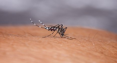 More deaths from yellow fever expected in Africa because of climate change 