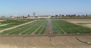 برگزاری وبینار آموزشی ملی ” چگونه مقدار آب ورودی به مزرعه را اندازه­ گیری کنیم”  به همت استاد پژوهش بخش تحقیقات فنی و مهندسی مرکز تحقیقات و آموزش گلستان