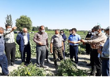 حضور محقق بخش تحقیقات فنی و مهندسی کشاورزی آذربایجان غربی در  مراسم روز مزرعه گوجه‌فرنگی