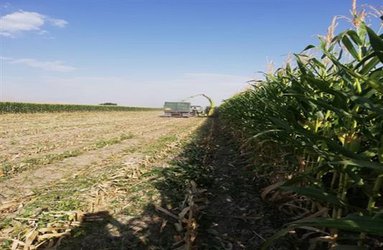 برای اولین  بار  برداشت ذرت علوفه ای بهاره