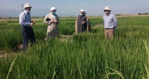 بازدید رئیس شورای سیاستگذاری ائمه جمعه گلستان از گنجینه طرح ها و دستاوردهای پژوهشی ایستگاه تحقیقات عراقی محله گرگان