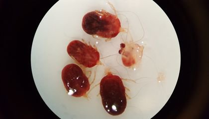 Why We Need to Save the Parasites