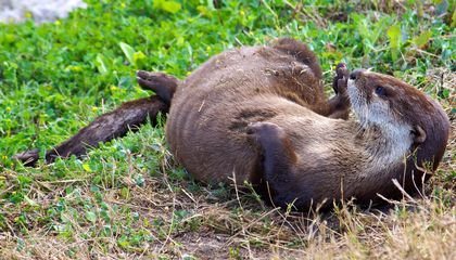 River Otters Take 'Party Pooping' to a New Level
