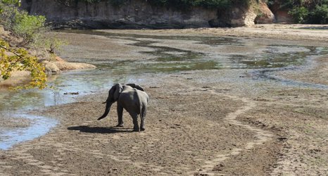 Herbivores, not predators, most at risk of extinction