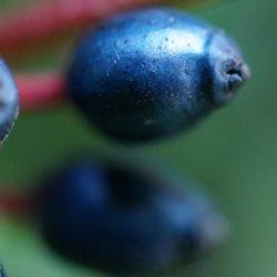 Metallic blue fruits use fat to produce colour and signal a treat for birds