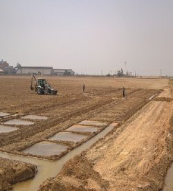 ارزیابی کمی وکیفی ارقام محلی و لاین‌های برنج متحمل به شوری در شرایط آبیاری با استفاده از آب کارون و زهاب کشت نیشکر در جنوب خوزستان"توسط بخش تحقیقات فنی ومهندسی کشاورزی استان خوزستان