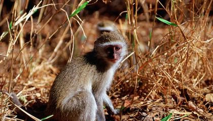 Monkeys’ Attraction to Burned Grasslands May Offer Clues to Human Ancestors’ Mastery of Fire