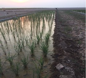 پروژه‌ای تحقیقاتی با عنوان" بررسی تاثیر رژیم‌های آبیاری متناوب از زهاب مزارع نیشکر برلاین‌های برنج متحمل به شوری در جنوب خوزستان" طی همکاری مشترک با سازمان آب و برق خوزستان و شرکت کشت و صنعت نیشکر و ص