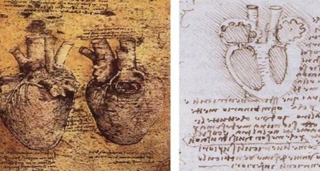 Heart muscles sketched by da Vinci play vital role in heart function