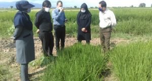 بازدید تیم تخصصی محققان معین و یاوران تولید مرکز تحقیقات و آموزش گلستان از طرح های الگوئی، ترویجی و طرح ایران – سیمیت شهرستان علی آباد