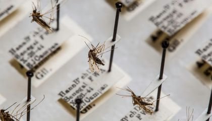 Meet the Smithsonian's Mosquito Keeper