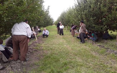 اجرای کارگاه آموزشی در سایت الگویی "آشنایی بهره‌برداران با آبیاری جویچه‌ای درختان "توسط عضو هیات علمی بخش تحقیقات فنی ومهندسی کشاورزی آذربایجان غربی