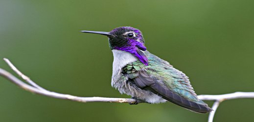 Dive-bombing hummingbirds add a twist to impress mates