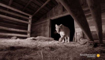 This Mountain Lion Hides Her Kills in Abandoned Ranches