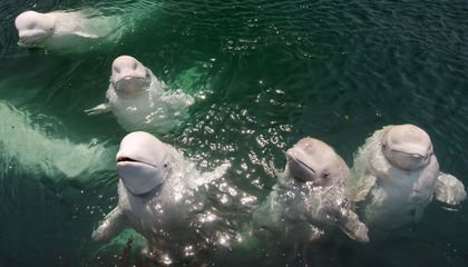 How Culture Guides Belugas' Annual Odysseys Across the Arctic