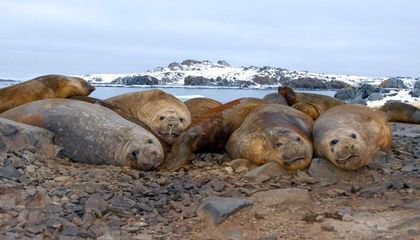 What A 1,000-Year-Old Seal Skull Can Tell Us About Climate Change