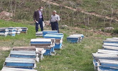 ارزیابی عملکرد ملکه های اصلاح شده در زنبورستان های استان های اردبیل و گیلان توسط عضو هیات علمی بخش تحقیقات علوم دامی