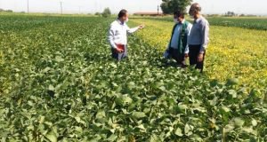 بازدید محقق بخش تحقیقات زراعی و باغی مرکز تحقیقات و آموزش گلستان از مزارع سویای استان