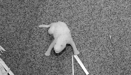 Top 10 Giant Panda Cub Cam Moments