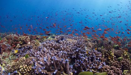 Illuminating the Ocean’s Teeming Twilight Zone, Before It Disappears