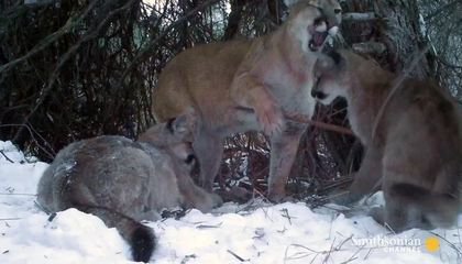 Cameras Catch Adorable Glimpse of Mountain Lion Family