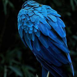 Computational modelling explains why blues and greens are brightest colours in nature