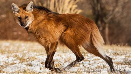 What the Rhythm of a Maned Wolf's Heart Reveals