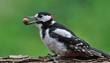 Why Birds Survived, and Dinosaurs Went Extinct, After an Asteroid Hit Earth