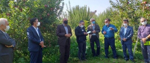 حضور عضو هیات علمی و پژوهشگر مروج ارشد کشوری از بخش تحقیقات فنی و مهندسی کشاورزی آذربایجان غربی در بررسی علل ریزش سیب