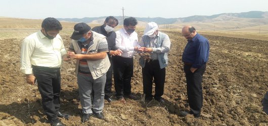 با حضور یاوران تولید مرکز تحقیقات و آموزش کشاورزی و منابع طبیعی استان اردبیل افزایش آلودگی مزارع گندم و حبوبات به علف هرز چندساله در شهرستان گرمی مورد بررسی قرار گرفت