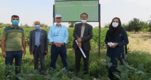 بازدید مدیر هماهنگی ترویج سازمان جهاد کشاورزی گلستان از مزرعه ریز بد پنبه دایم در شهرستان کردکوی