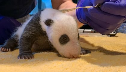 Check Out Pictures and Video of the Giant Panda Cub's First Veterinary Exam
